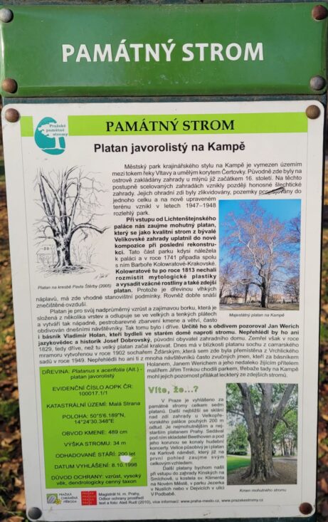 Platanus